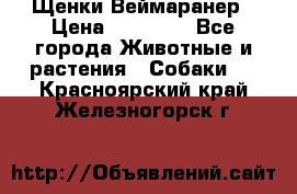 Щенки Веймаранер › Цена ­ 40 000 - Все города Животные и растения » Собаки   . Красноярский край,Железногорск г.